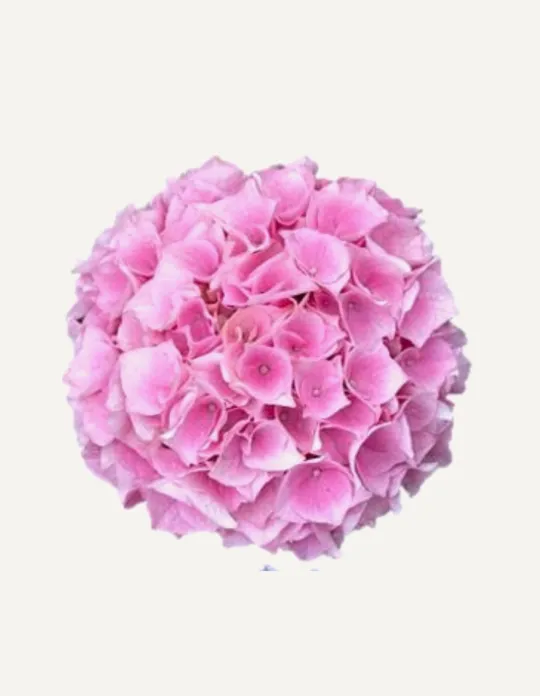 One Floral | Moonlight Pink